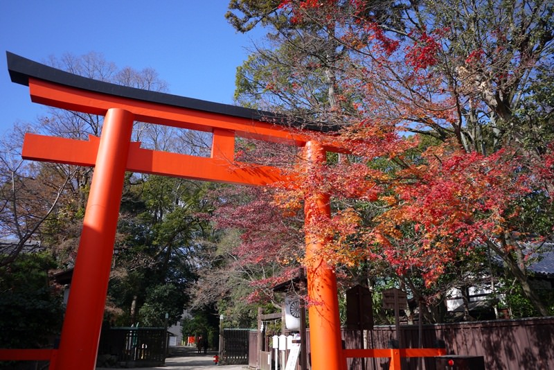 [京都] 尋找京都最後一抹楓紅 – 下鴨神社 糺ノ森