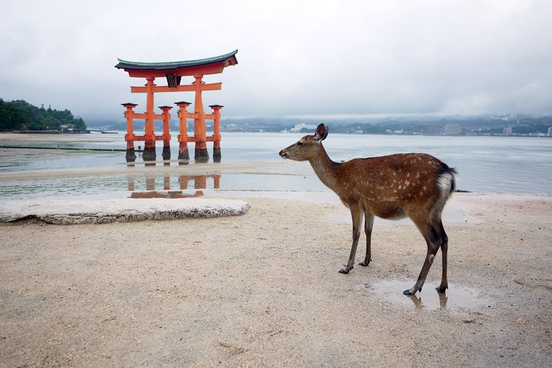 [廣島] 日本三景 – 退潮後的嚴島神社