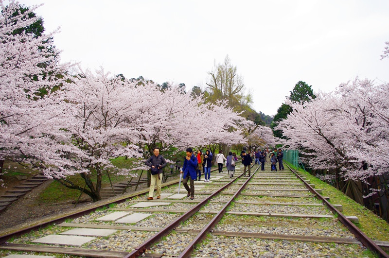 [2013花見] 京都 – 蹴上傾斜鐵道