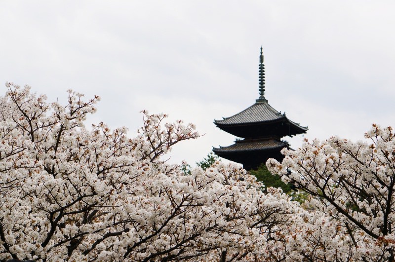 [2015 櫻花] 京都 花期較晚 仁和寺